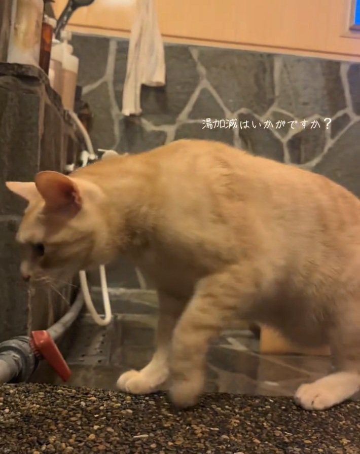 近づいてくる猫