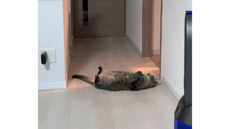寝転がっている猫