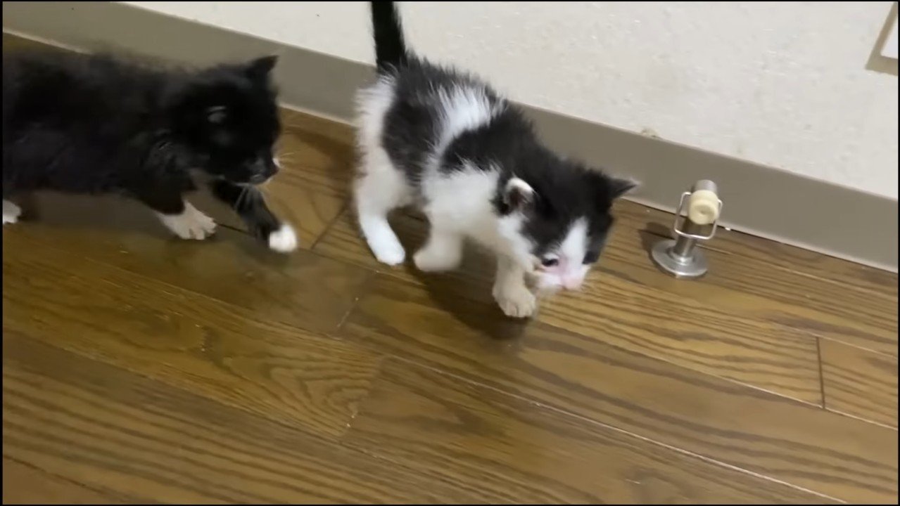 歩く子猫たち
