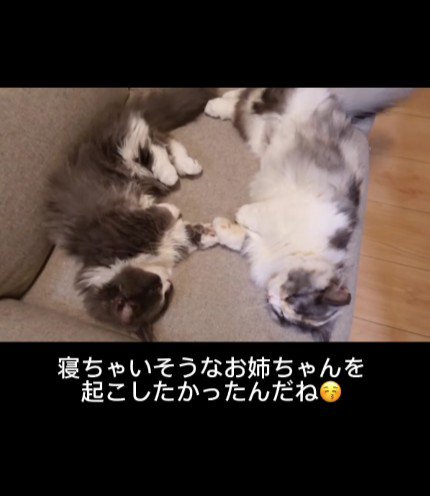 ソファに寝転がる2匹の猫