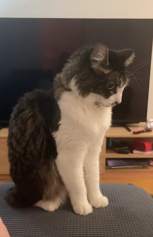 ソファの上に座って画面右側を向いている猫
