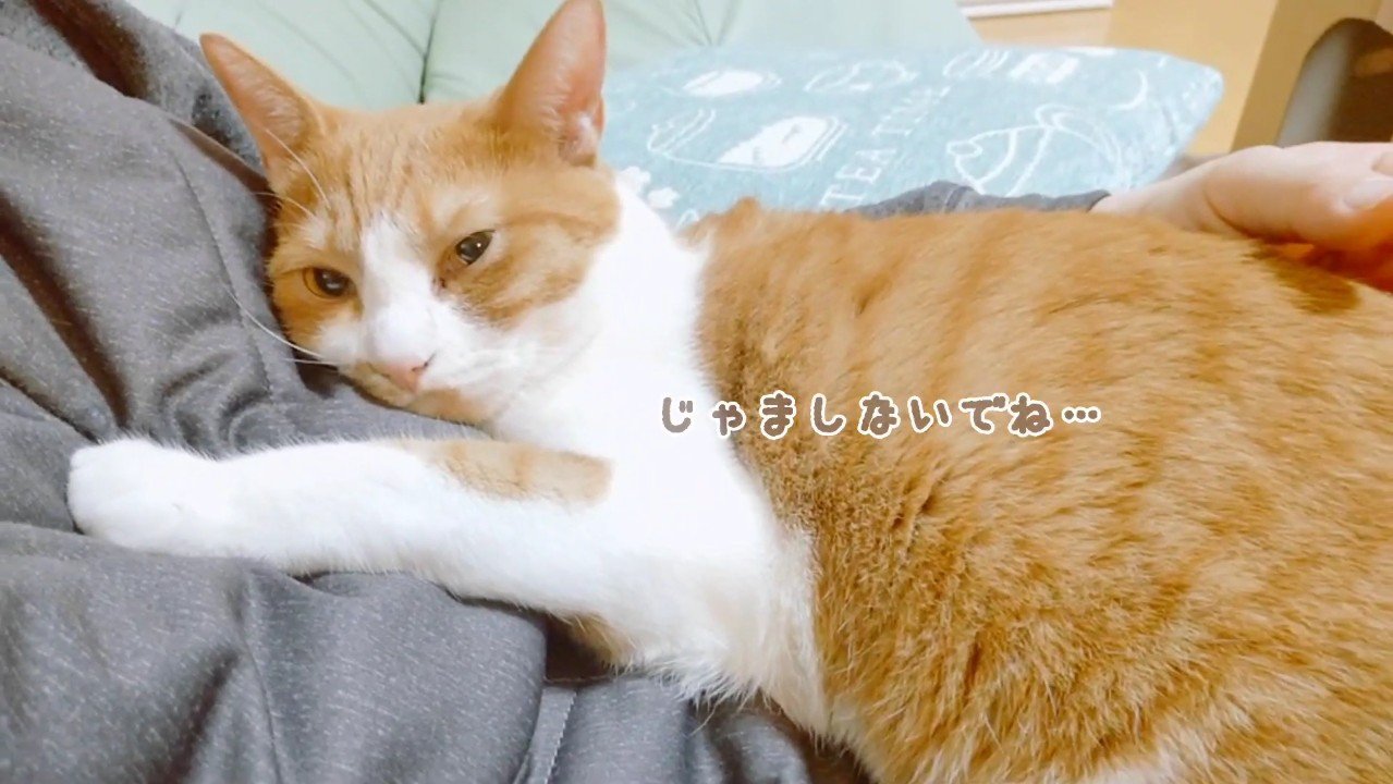 じゃましないでね…