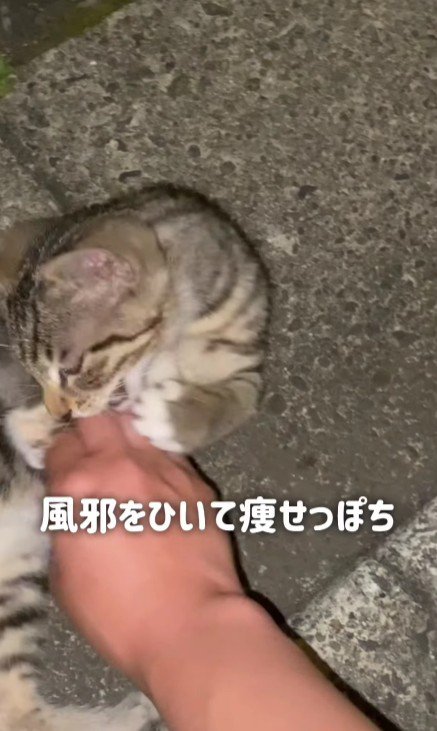 路上の猫