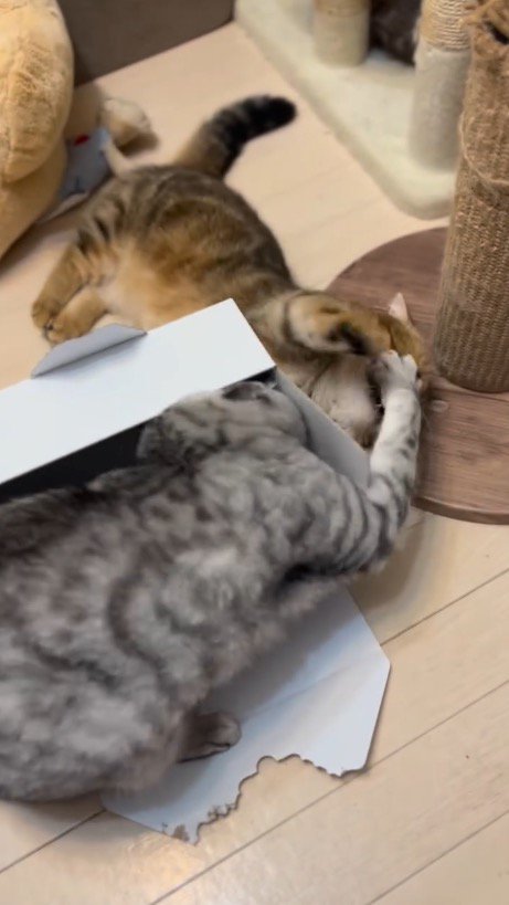 マンチカンの顔にパンチをするスコティッシュフォールド