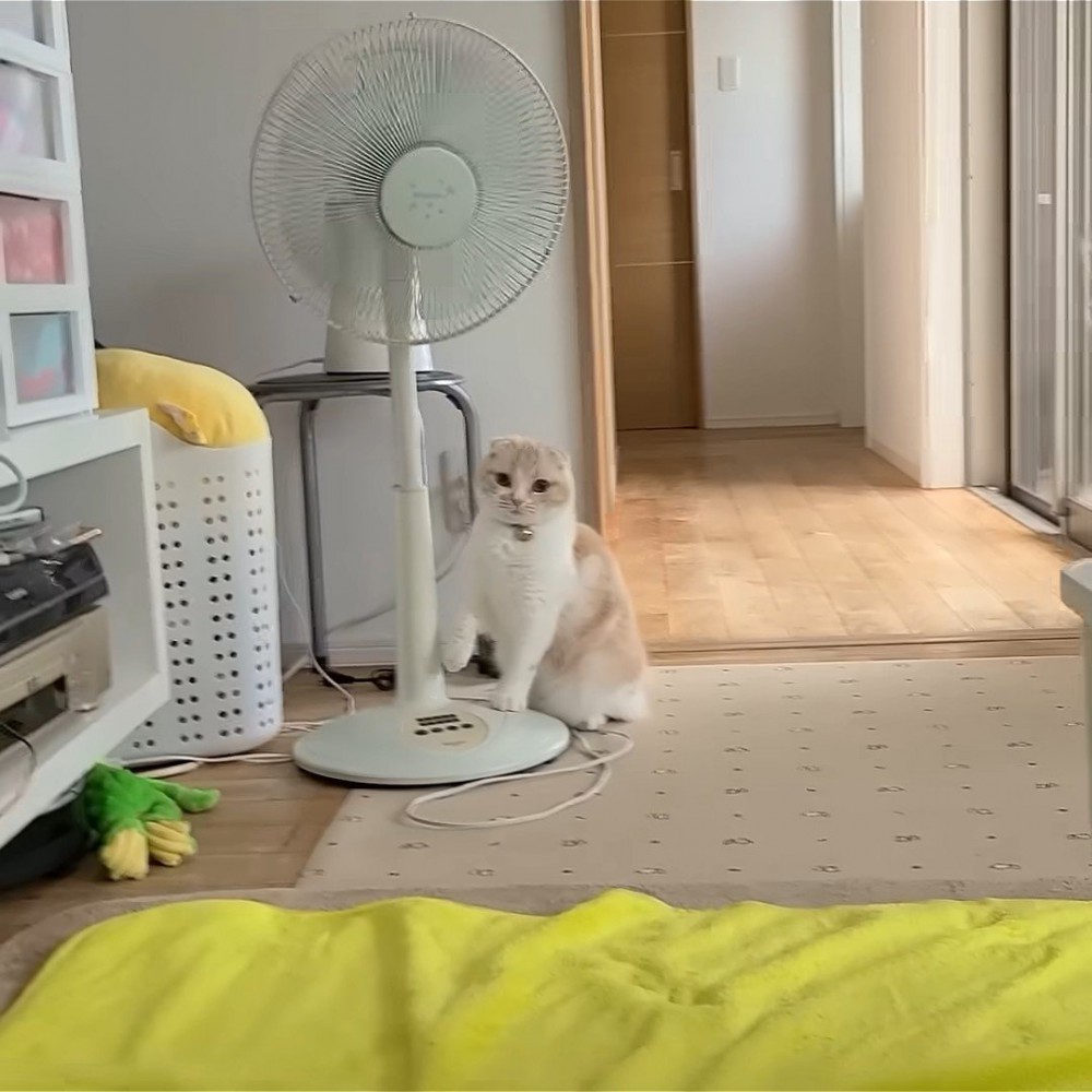 扇風機のそばにいる猫