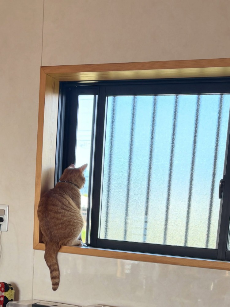 窓の外を見る茶トラ猫