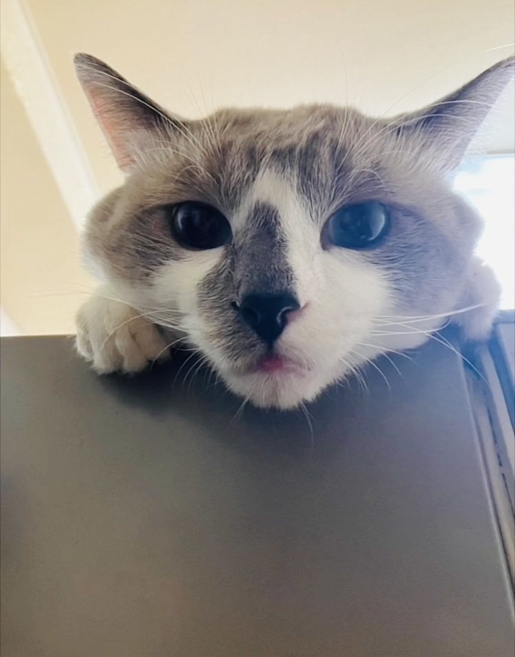 カメラ目線で舌を出す白グレー猫