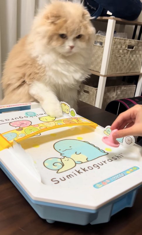 エアホッケーの台に右前足を乗せて前を向いている猫