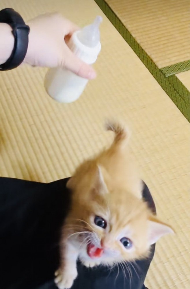 ママが冷ますミルクを追い掛ける赤ちゃん猫