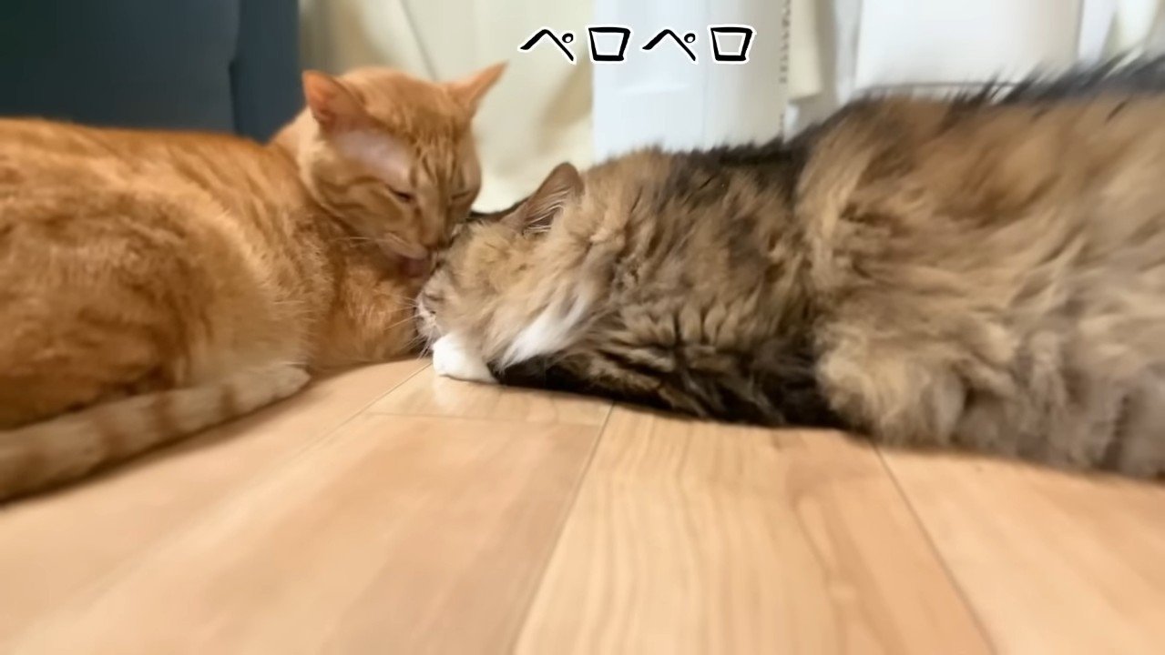 ペロペロ