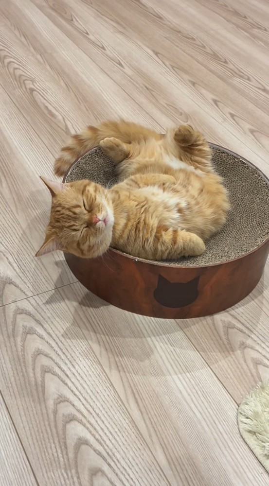 ペット用ベッドの上で仰向けになって眠る猫