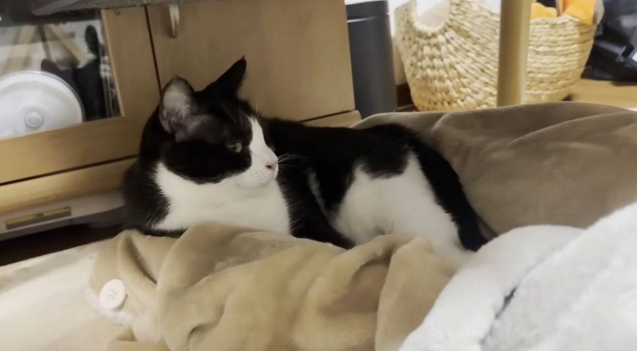 足の間にいる猫