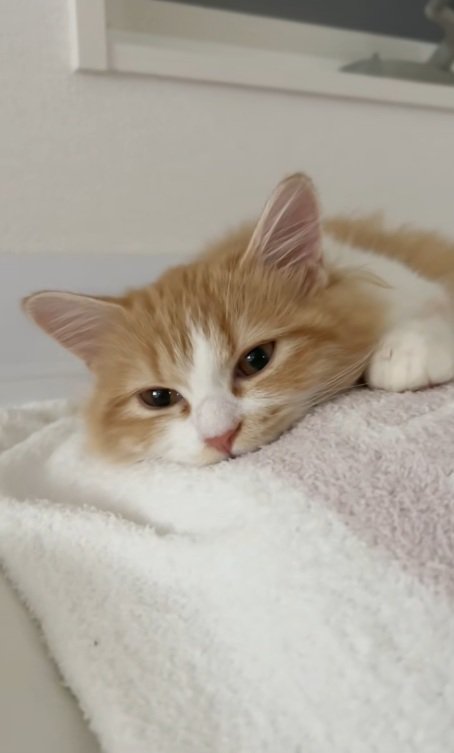 うつ伏せで寝ているマンチカン