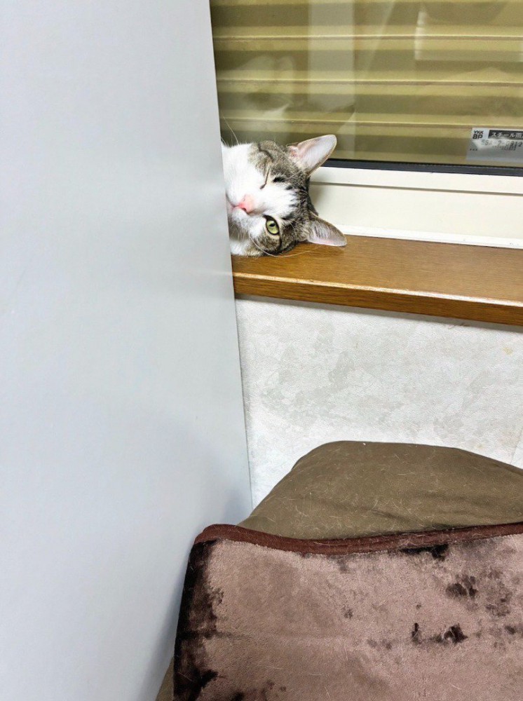 窓枠に横になって、壁の陰から飼い主を見つめる猫