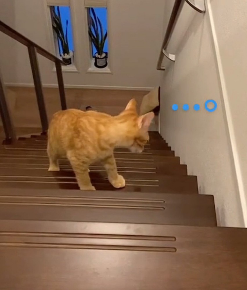 哀愁を感じさせる猫