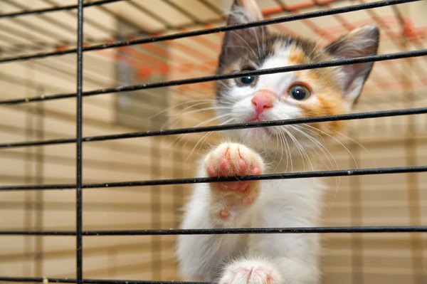 飼い始めた猫が慣れるまでに飼い主が出来る3つの事　