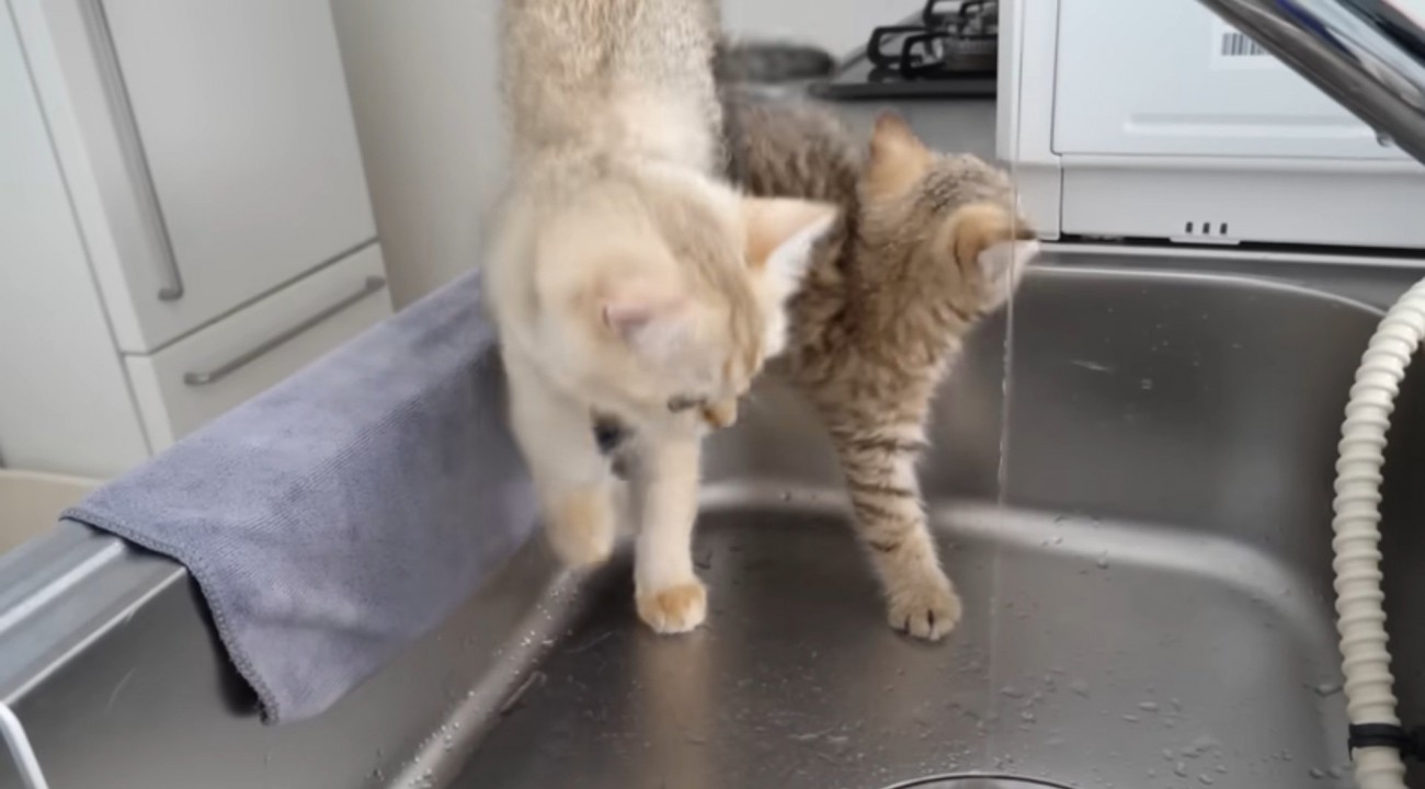 上半身だけ降りる子猫