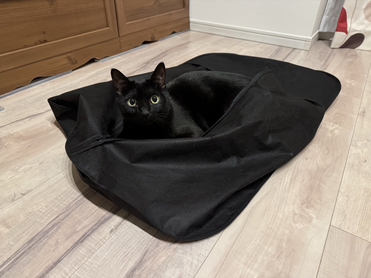 スーツカバーの中で遊ぶ黒猫の様子