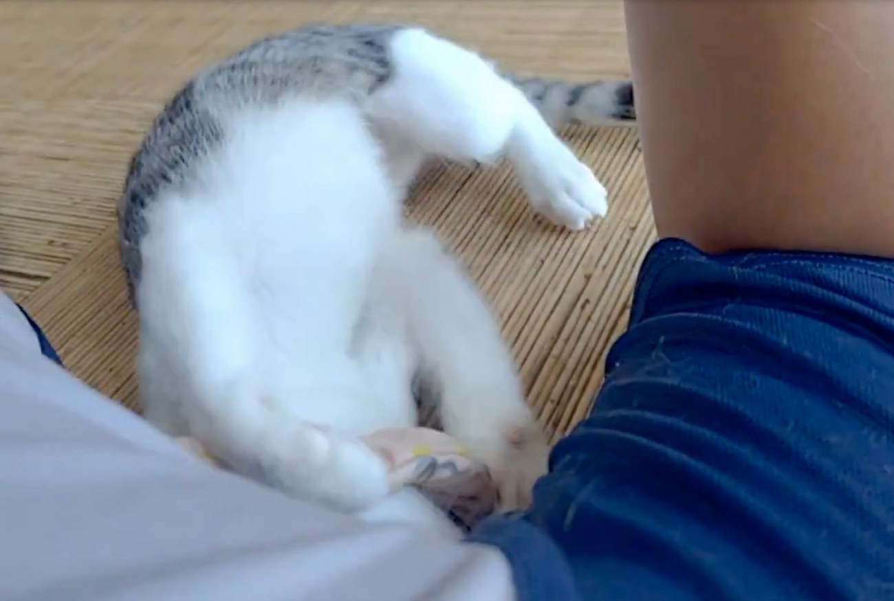仰向けになる猫