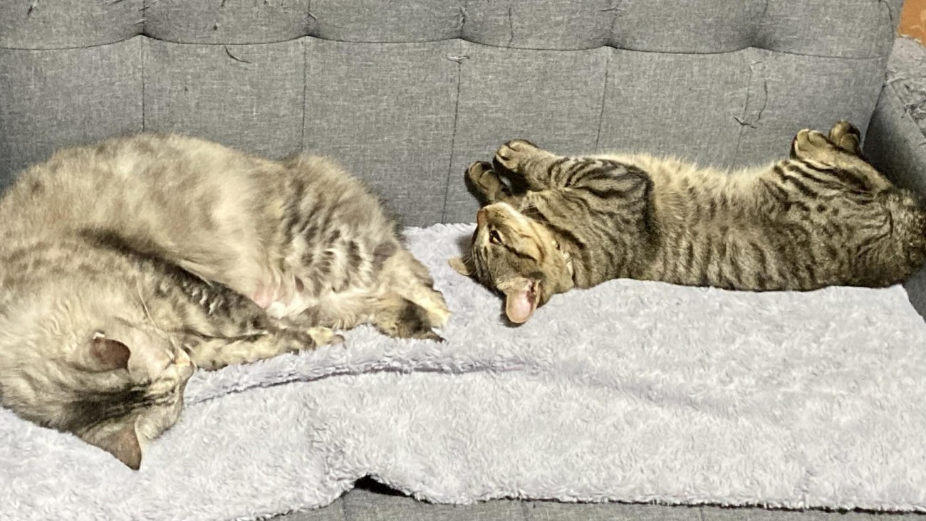 ソファで寝る2匹の猫