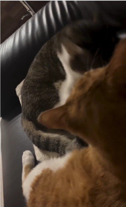 ケンカをしている猫たち