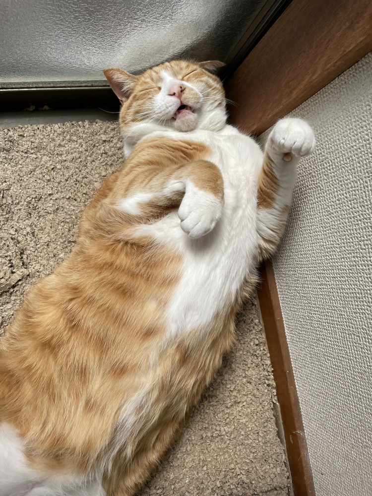 前足を上げて眠る猫