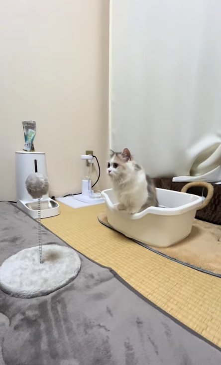 自立型猫じゃらしの前にあるトイレから身を乗り出している子猫