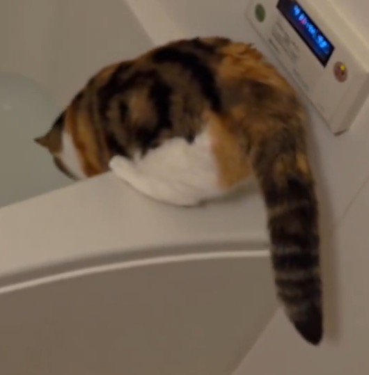 浴槽の中に身を乗り出す猫