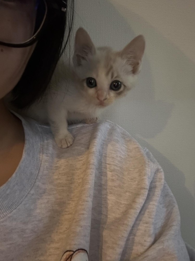 人の肩に乗る猫