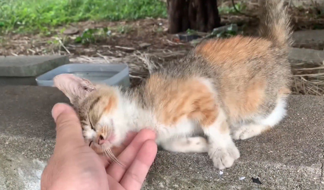 撫でられて寝転がる子猫