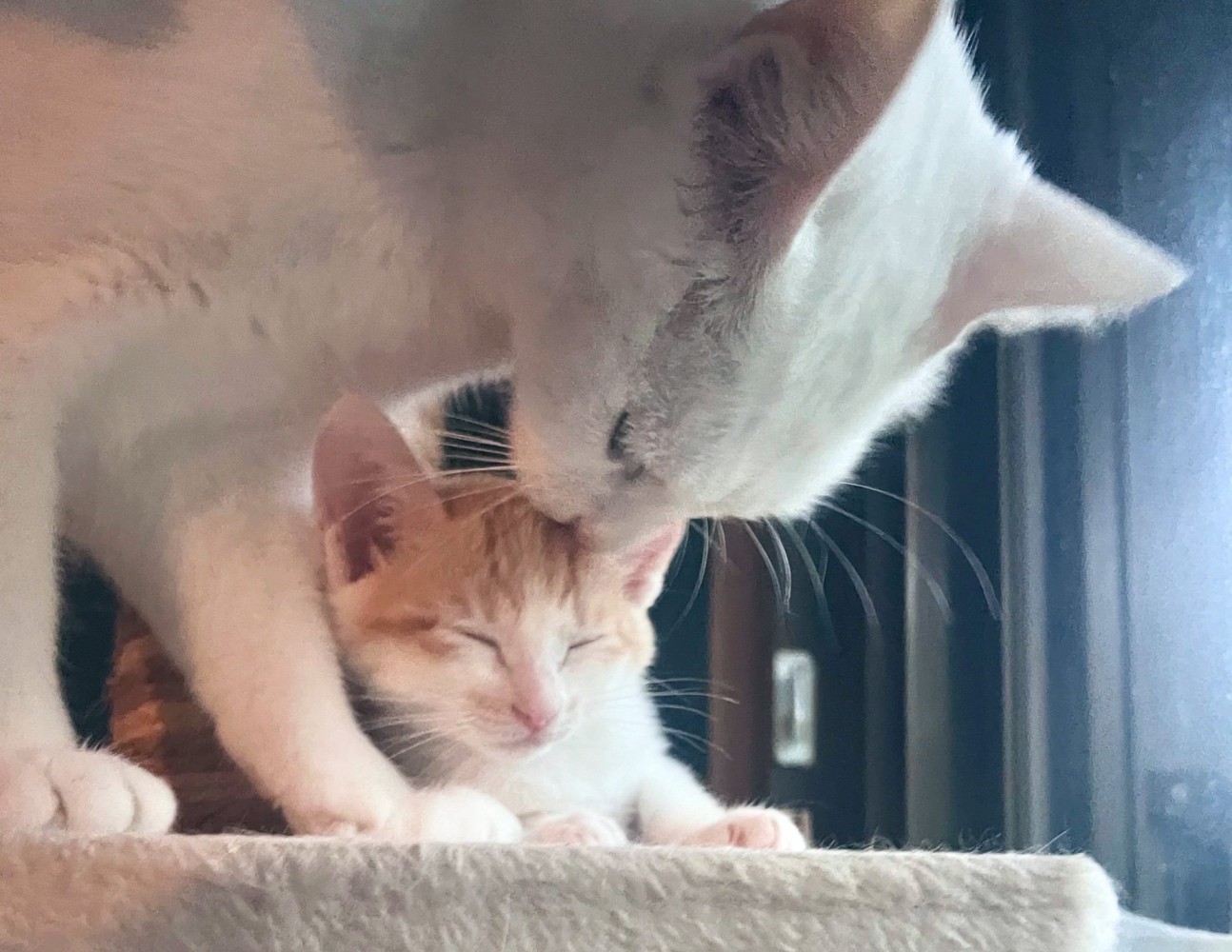 子猫を毛繕いする猫