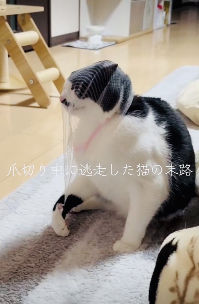 頭に被った排水溝ネットを外そうとする保護猫