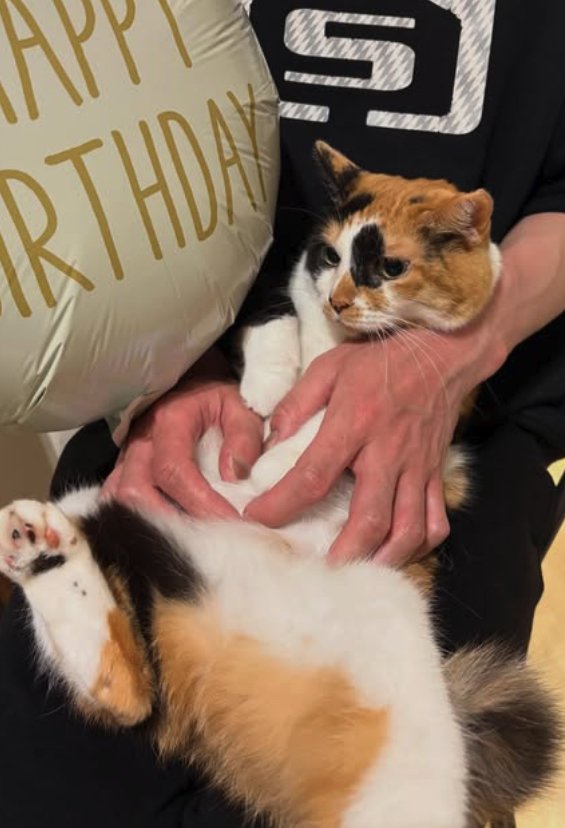 飼い主の膝に抱っこされている猫