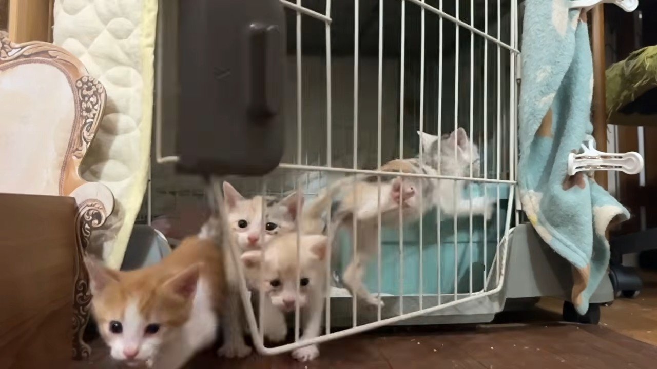 開いたケージの扉から外へ出る子猫たち