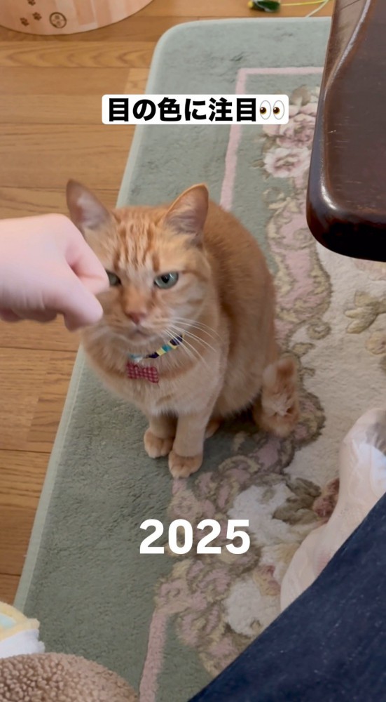 飼い主の手に注意をひかれる猫