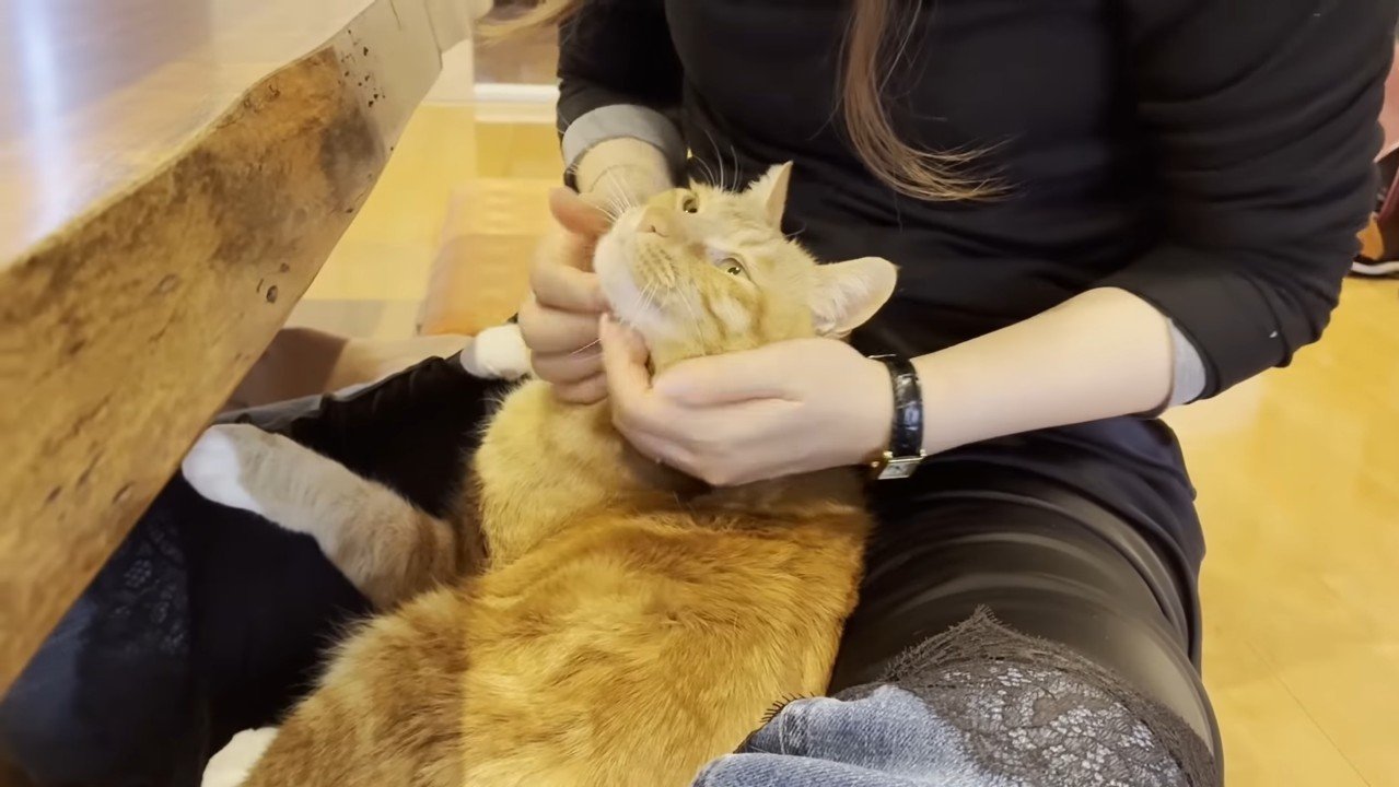 顔をなでなで