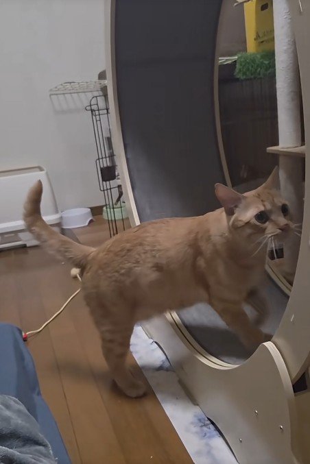 キャットホイールを回す猫