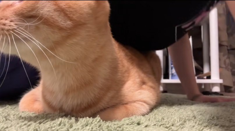 体の下に潜り込む猫