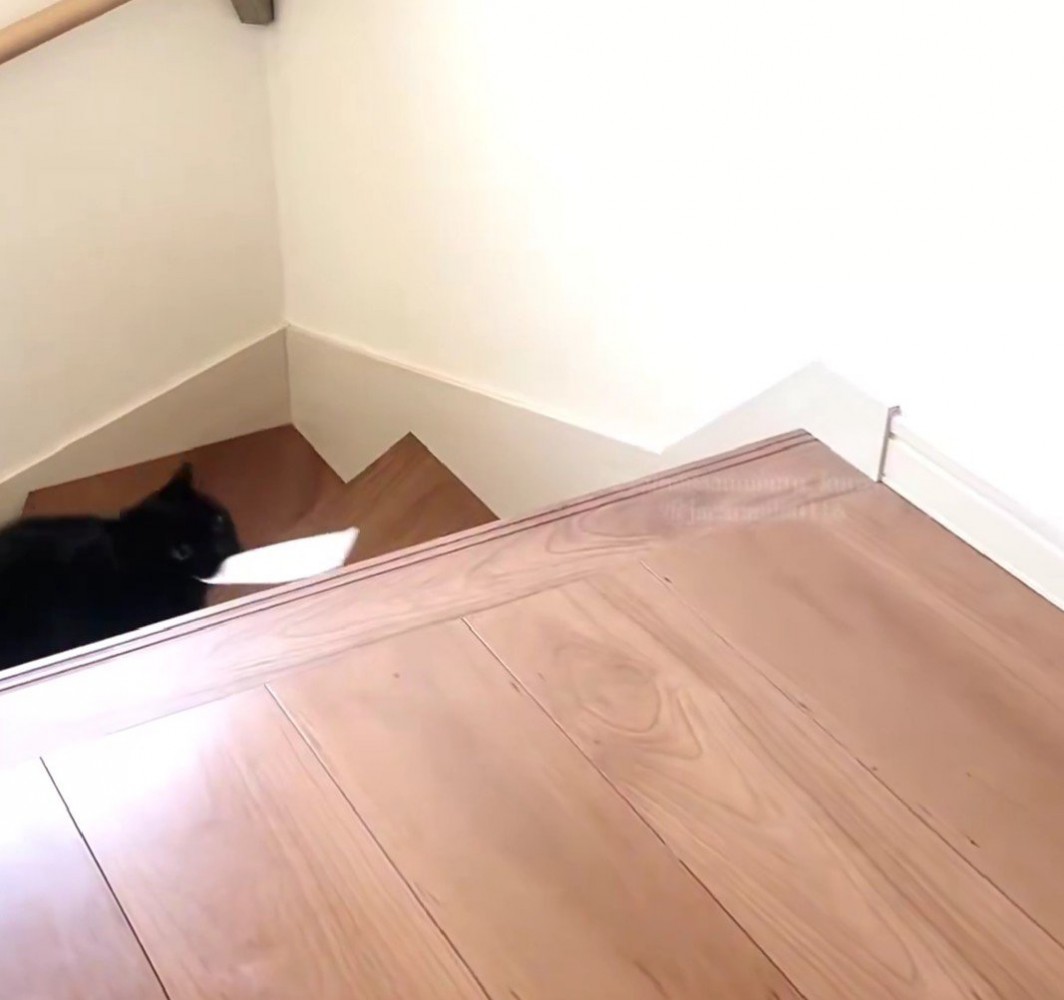 階段を上る黒猫