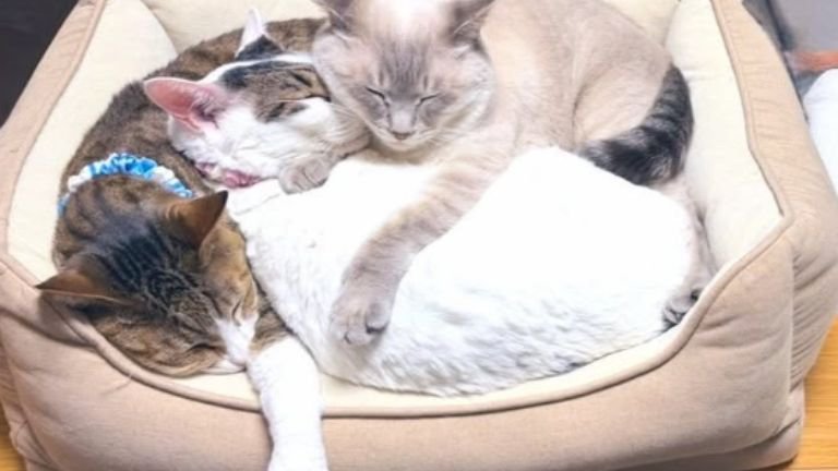 丸まっている猫たち