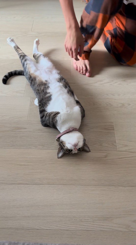 猫のそばから離れる家族