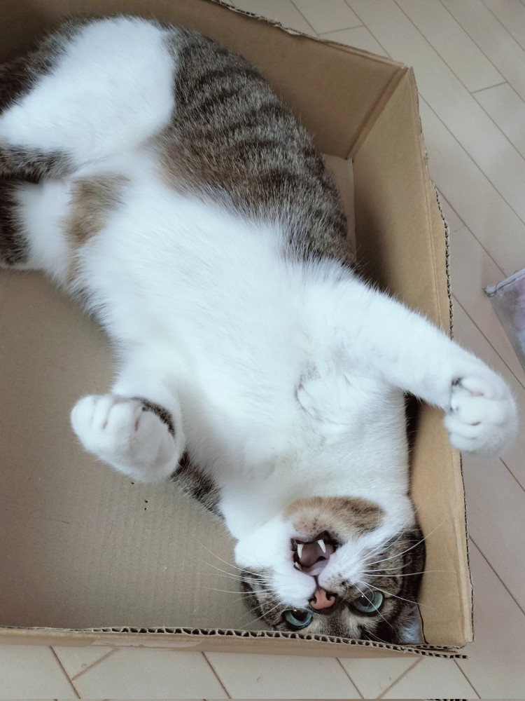 ひっくり返って飼い主を威嚇する猫の様子