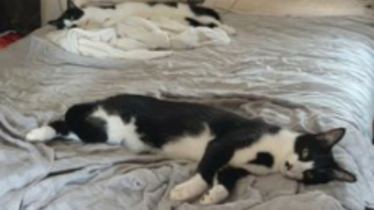 寝ている猫たち