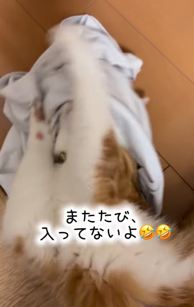 シャツに頭を突っ込む猫