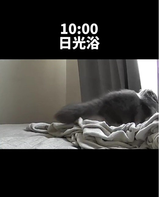 ベッドの上にいる猫