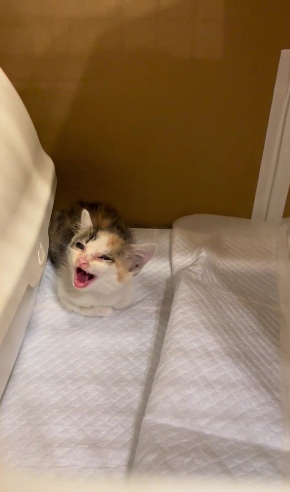 鳴いている子猫