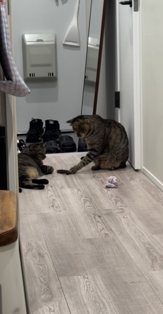 廊下でおもちゃを姉キジトラ猫に渡す弟キジトラ猫