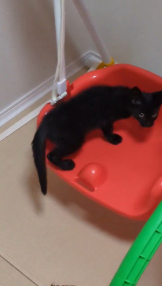 ブランコのイスに飛び乗って飼い主を見つめる子猫