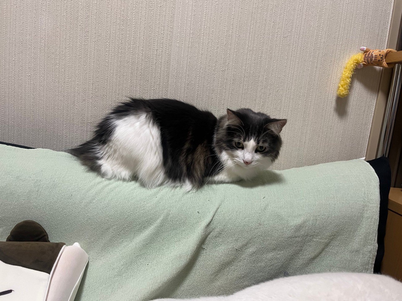 薄緑のタオルの上にいる猫