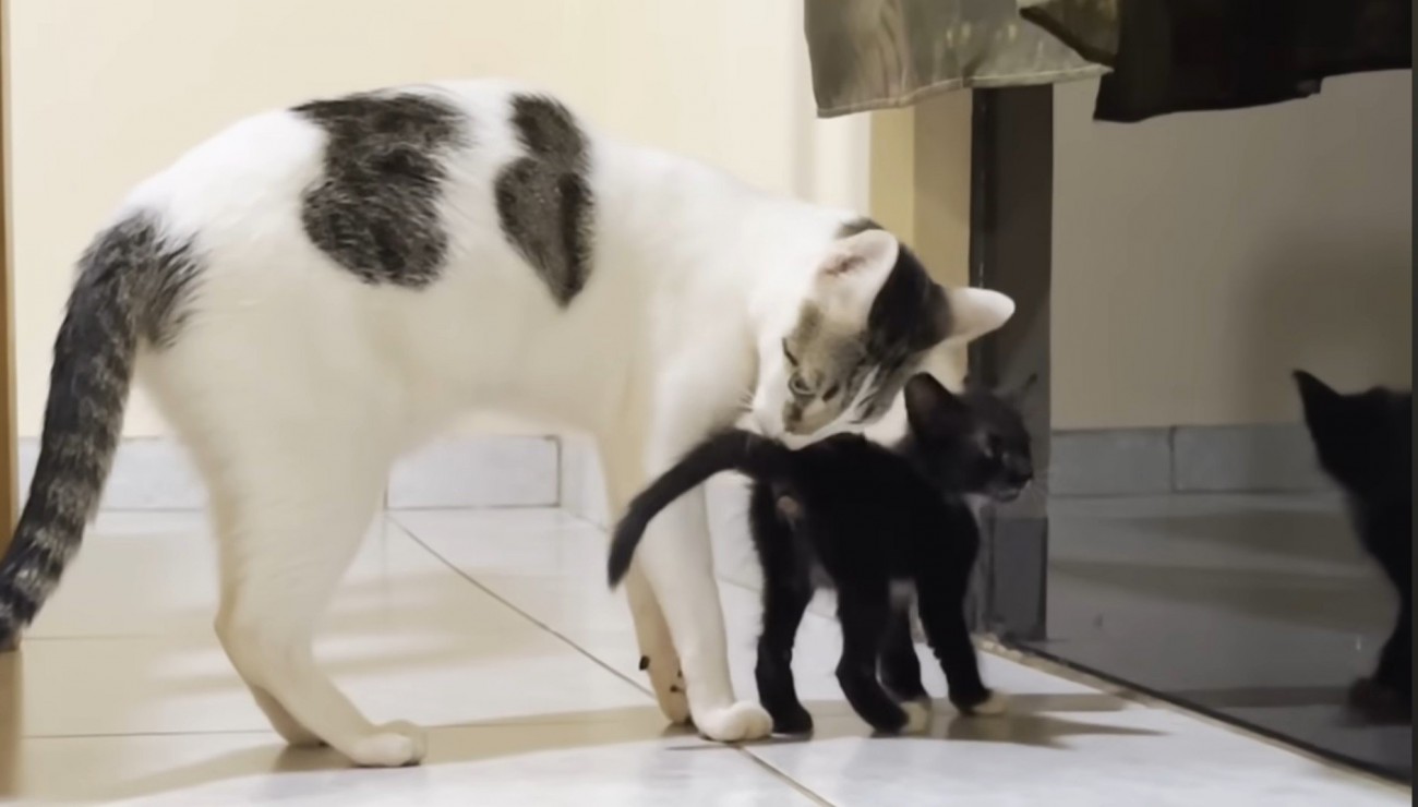 黒猫の後ろに白猫